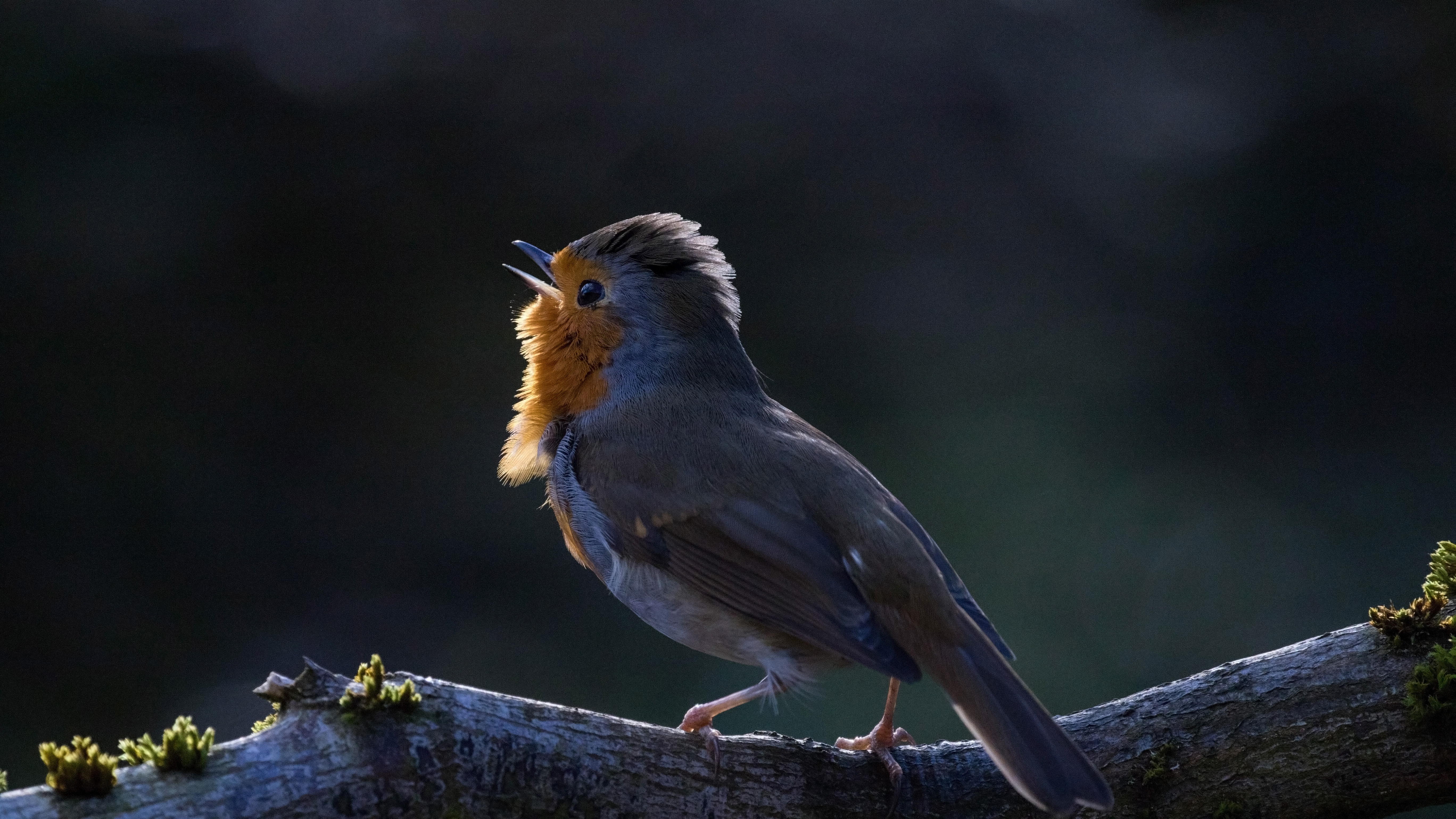 Red robin singing